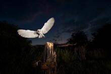 Solitary barn owl glides gracefully through the air above a wood stump at night