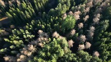 Aerial View Of An Autumn Forest With A Small Lake Hidden In Tall Trees In North Wales