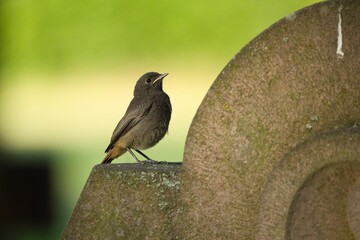 Poster - Black redstart bird perched on a wall on the background of blurry green tree