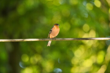 Poster - Common chaffinch perched on a wire on the blurry green background