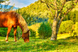 Beautiful brown horse eats grass in a green hilly meadow. Grazing horses near the horse farm