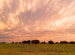 Sunset view of beautiful clouds and many bison walking in Wichita Mountains National Wildlife Refuge