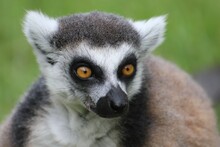 Closeup Shot Of A Ring-tailed Lemur (Lemur Catta)