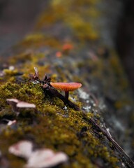 Sticker - the mushroom is on the tree with moss around it