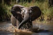 cute baby elephant in water pond africa safari