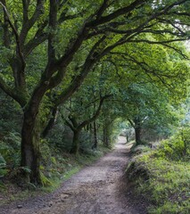 Canvas Print - Beautiful path in a forest