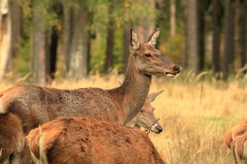 Sticker - Closeup of a group of female deers in the forest