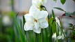 White garden daffodil. Fresh white spring flower.