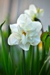 White garden daffodil. Fresh white spring flower.