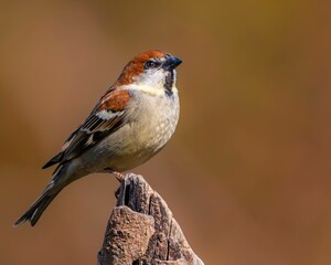 Sticker - Macro shot of a Russet sparrow perched on the top of a wood on an isolated background