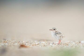 Poster - Closeup shot of a Least Tern chick with blurry background at Belmar beach