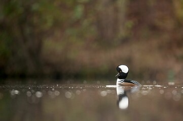 Sticker - Hooded Merganser drake floats on a pond