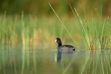 American Coot Swimming On The Lake Water With Green Shore