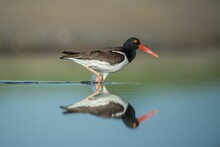 American Oystercatcher Perched At The Shore And Reflecting On The Water