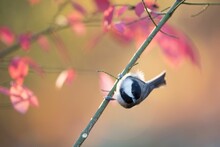 Closeup Of A Carolina Chickadee Bird Perched On The Tree Branch On The Blurry Pink Background