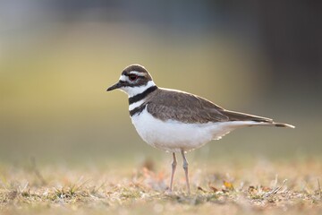 Canvas Print - Closeup of a killdeer perched in the field