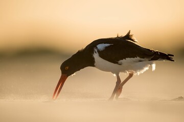 Poster - American oystercatcher at the shore at sunset