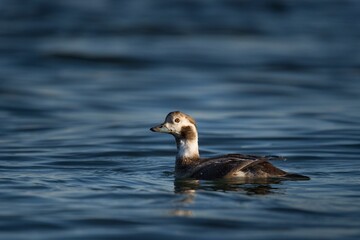 Wall Mural - Long-tailed duck swimming on the lake water