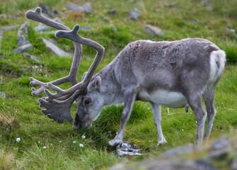 Poster - Beautiful shot of a Eurasian Tundra Reindeer in Svalbard, Norway