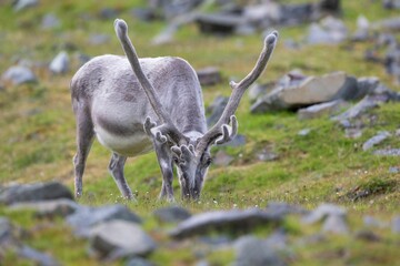 Poster - Beautiful shot of a Eurasian Tundra Reindeer in Svalbard, Norway