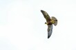 Majestic peregrine falcon soaring through the sky.