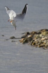 Sticker - Vertical shot of a seagull in flight fishing