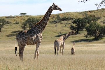 Sticker - Nature scene with giraffes (Giraffa) in the field surrounded by hills and trees during the daytime