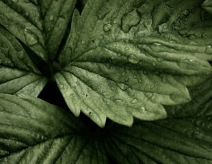 Poster - Closeup of fresh green leaves with dew