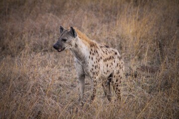 closeup of a real hyena in the yellow field