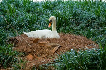 Sticker - Closeup of a beautiful swan sitting on the dry grass in the park