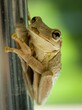 Vertical closeup of a Cuban tree frog on a metallic pole