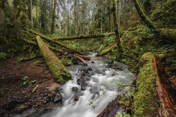 Poster - Creek in the forest surrounded by mossy trees. Portland, Oregon.