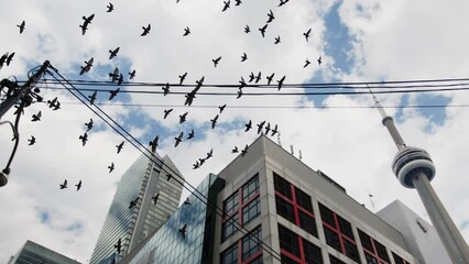 Wall Mural - Low-angle view of birds flying by the urban city buildings under the cloudy sky