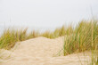 © Ilja - Beach view from the path sand between the dunes at Dutch coastline. Marram grass, Netherlands. The dunes or dyke at Dutch north sea coast