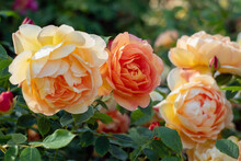 Bush Of Beautiful Yellow And Orange Roses In The Garden