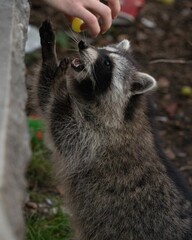 Canvas Print - Vertical portrait of a raccoon reaching for a grape