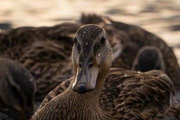 Canvas Print - Closeup of a female mallard, Anas platyrhynchos with droplets.