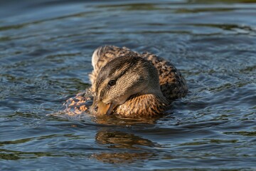 Poster - Closeup of a duck floating on a lake in a park