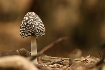 Canvas Print - Sepia shot of Magpie inkcap fungus (Coprinopsis picacea) an inedible poisonous mushroom