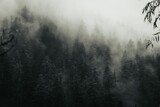 Fototapeta Na ścianę - Beautiful shot of lots of trees covered by the fog