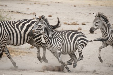 Poster - Beautiful shot of zebras on a run