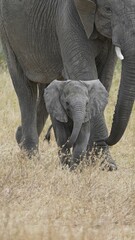 Poster - Beautiful shot of a cute calf with its mother behind