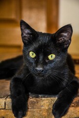 Poster - Closeup of a resting black cat with green eyes