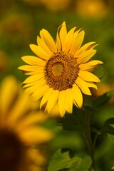 Blooming sunflower isolated in blurred background