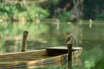 Poster - Closeup of a graceful Indian pond heron standing on a sunk boat in a beautiful lake