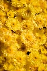 Sticker - Closeup of yellow flowers in a garden