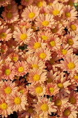 Poster - Closeup of pink Chrysanthemum flowers in a garden