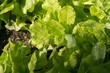 Small organic garden with beautiful specimens of Lettuce and other leaves. Planting and harvesting done constantly