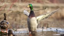Closeup Of Male Mallard Duck Flapping Its Wings In Pond On Sunny Day.