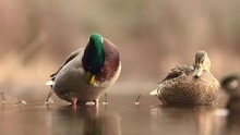 Several Gray Ducks With Green Heads Swimming In The Water And Cleaning Themselves